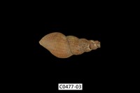 藏品(塔蜷)的圖片